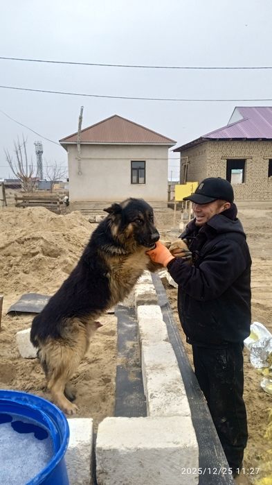 Овчарка Сатылады Срочно