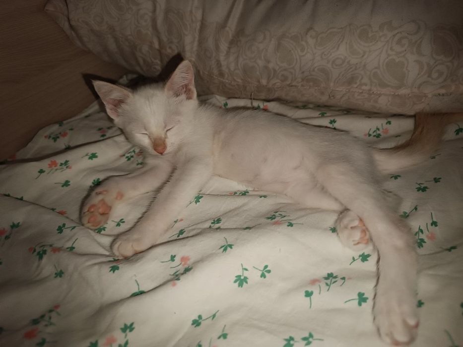 Котёнок мальчик.