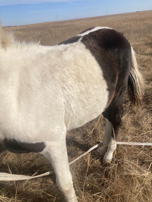 Жабағы  сатылады