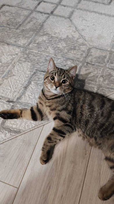 Отдам Котенка в добрые руки