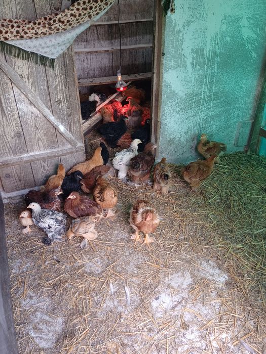 Vand pui brahma  varsta doua luni