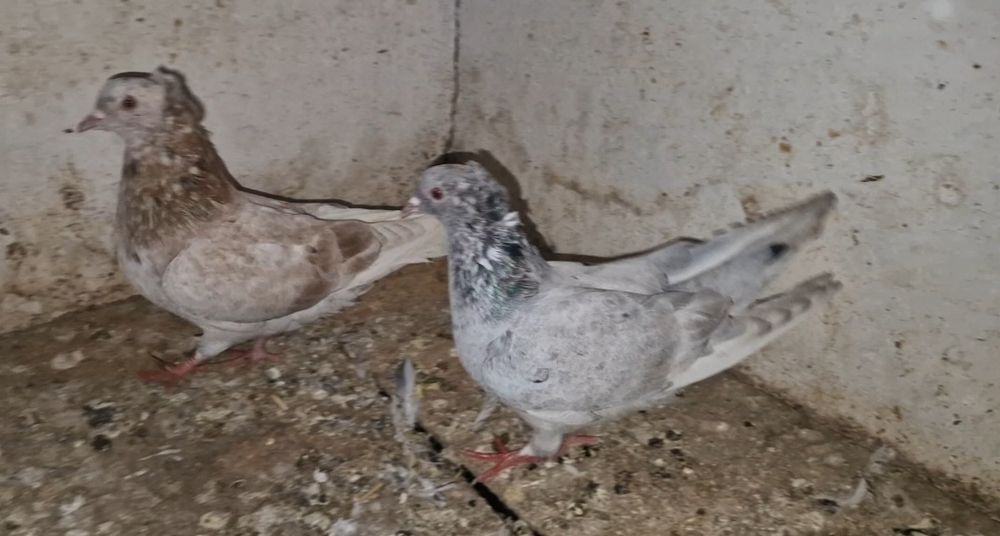 Чубатые челкари      .