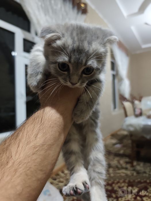 Продается котята