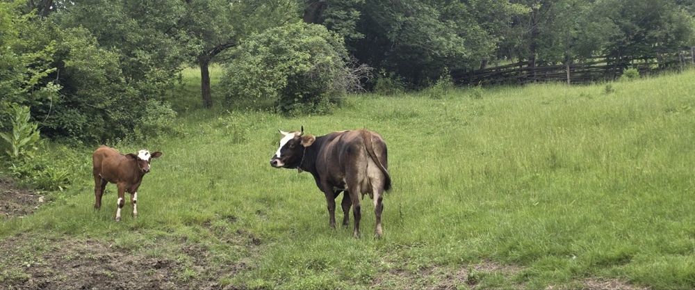 Vacă cu vitica de 3 luni