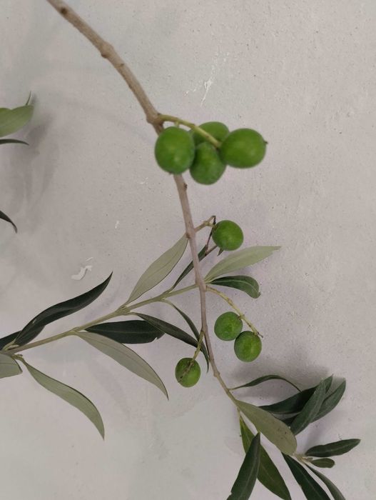 Студоустойчиви гръцки маслини