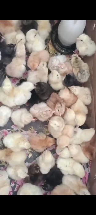 Цыплята куры.балапан