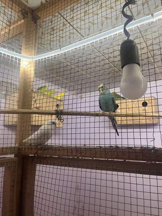 Волнистые попугай