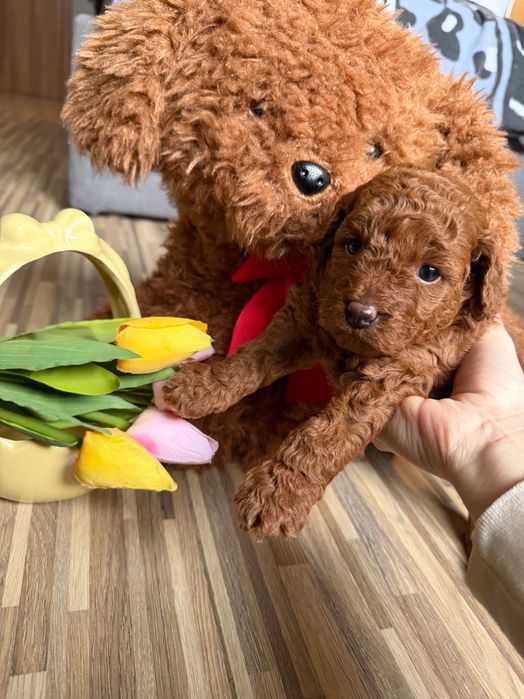 Toy poodle Той пудел