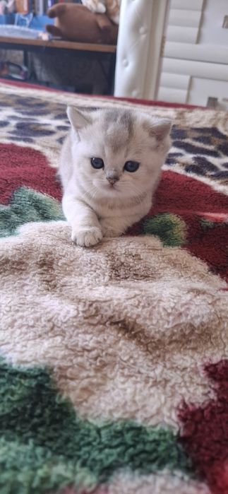 Чистокровные котята скоттиш фолд