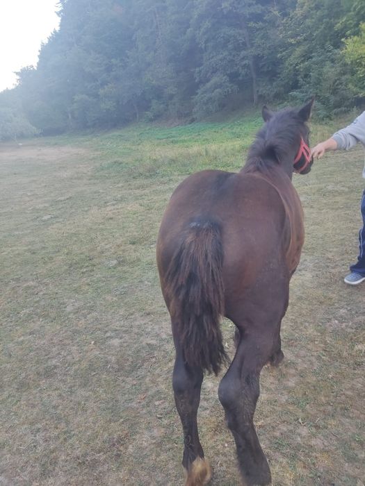 Mânz de vânzare rasă grea