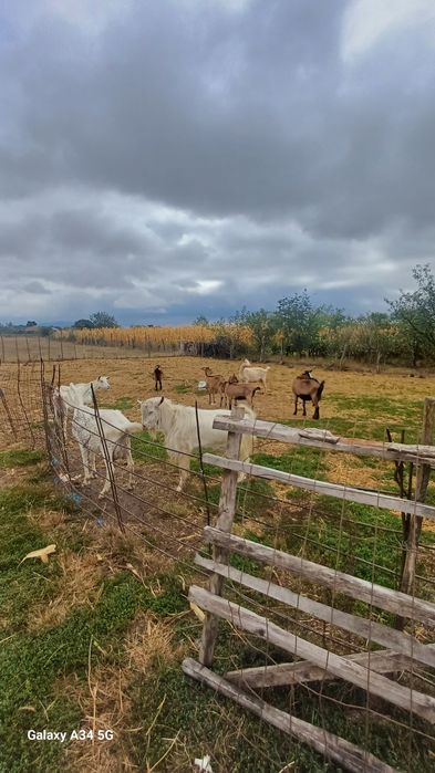 Capre de vanzare