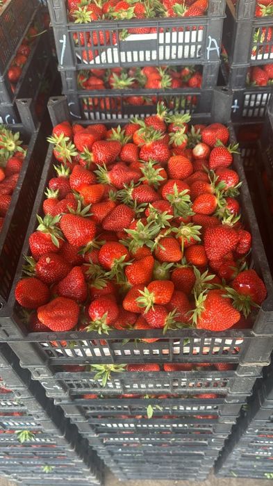 Продам рассаду. Второй репродукт