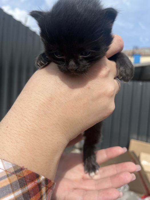 Котенок мальчик