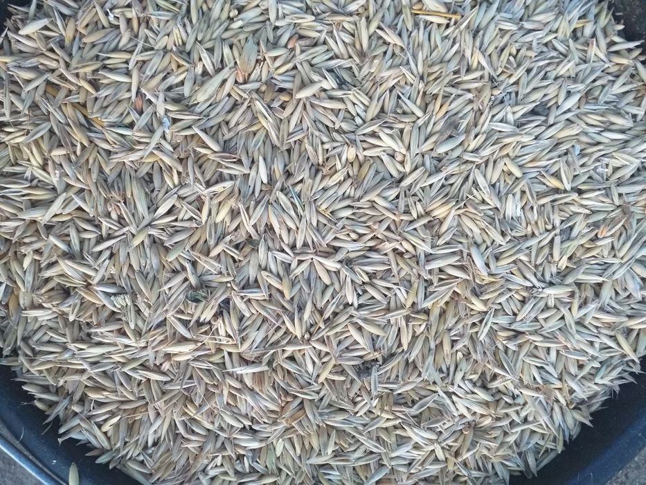 Ovăz  de sămânță