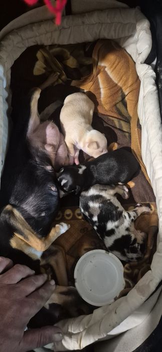 Чихопинчер с ваксина