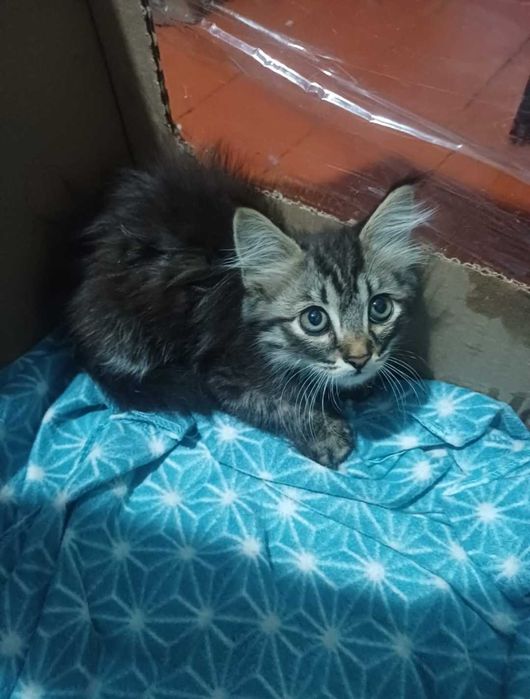 Котенок, мальчик.