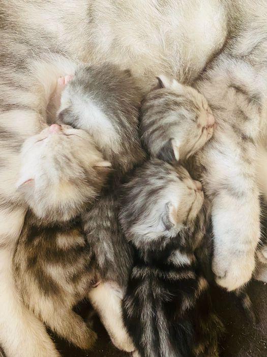 Продам породистых котят