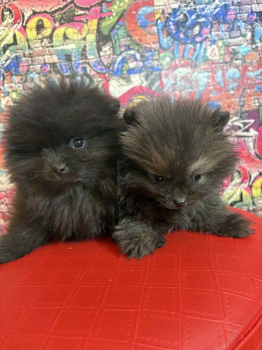 Померани момче и момиче