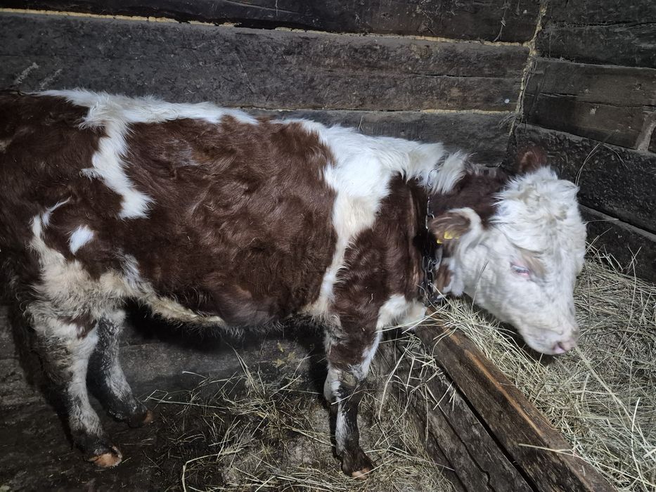 Продам 4 быка находится в посёлке Пойма