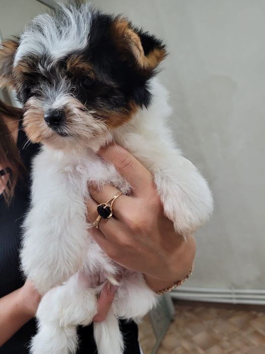 Продам щенков бивера