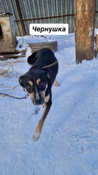 Собака Чернушка ищет дом
