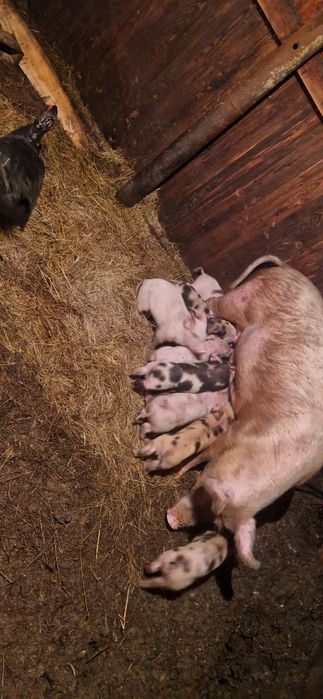 Продам поросят месячные