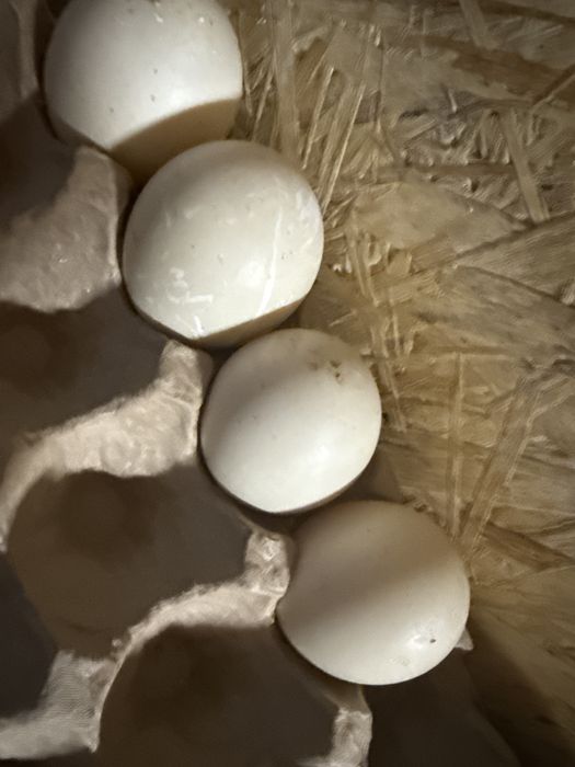 Продам Инкубационное яйцо