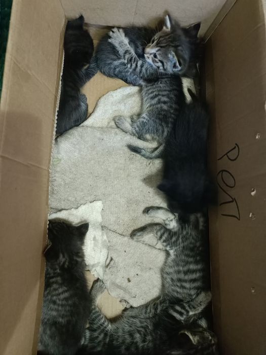 Отдаём котят бесплатно