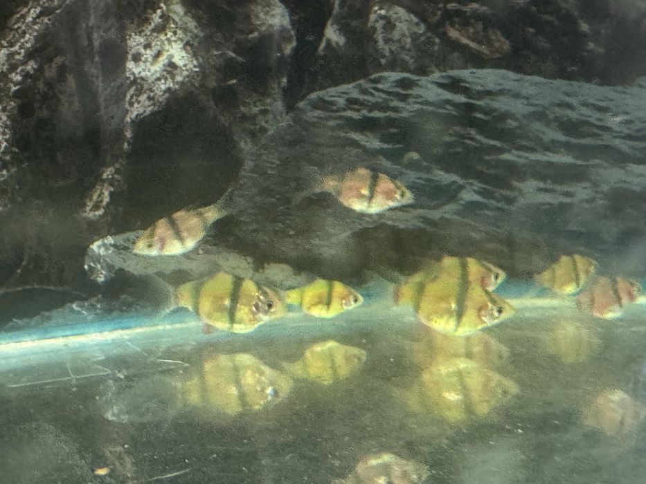 Продам аквариумных рыбок