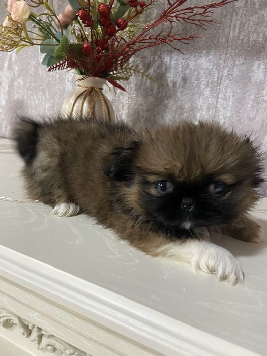 Продам щенки пекинеса