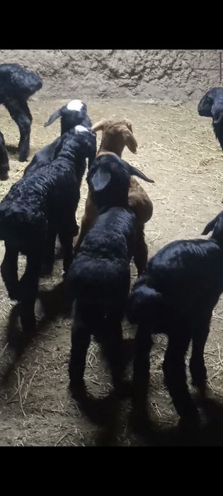 Козылар сатылады козы