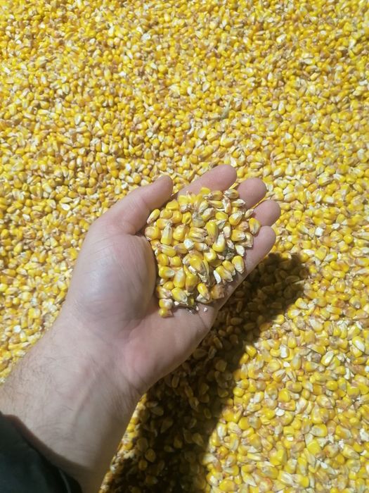 De vanzare porumb boabe