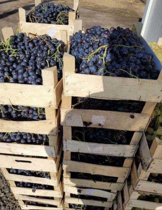 Struguri  pentru vin