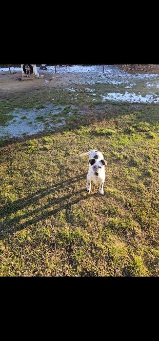 O cățelușe frumoasă