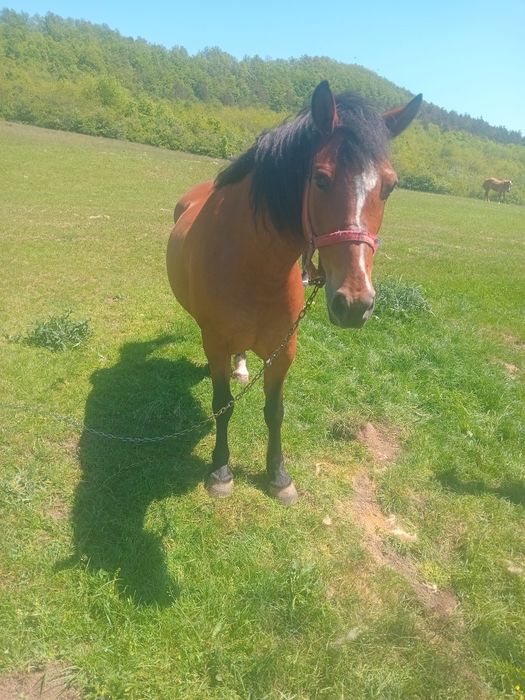 Vnd iapă cu manza de 2 săptămâni