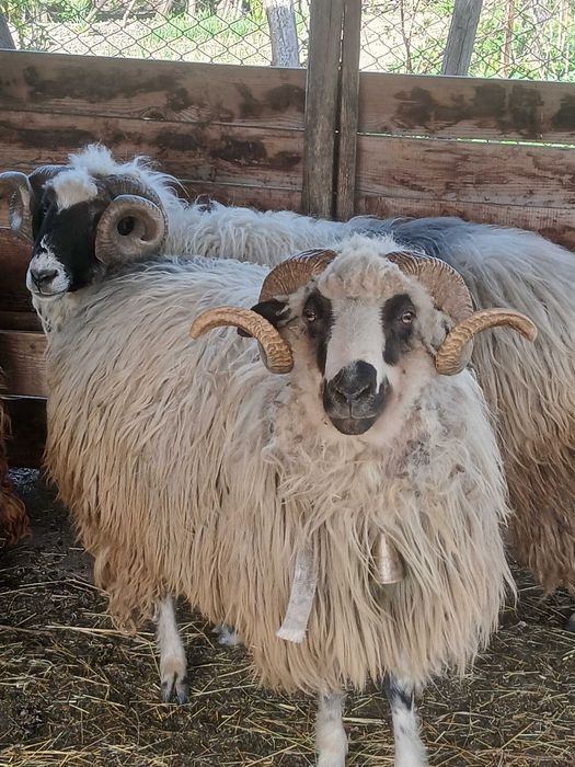 Vand 2 Berbeci, pret 1500lei buc