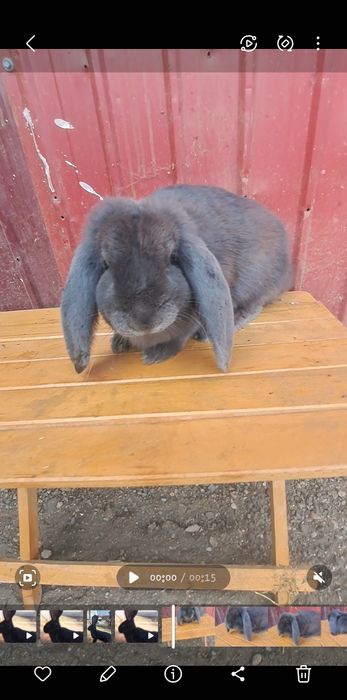 Berbec german Albastru