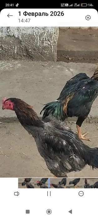 Сатлады срочнаа.