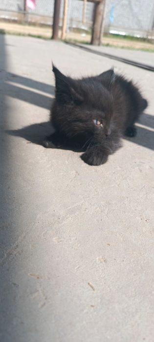 Котята в хорошие руки