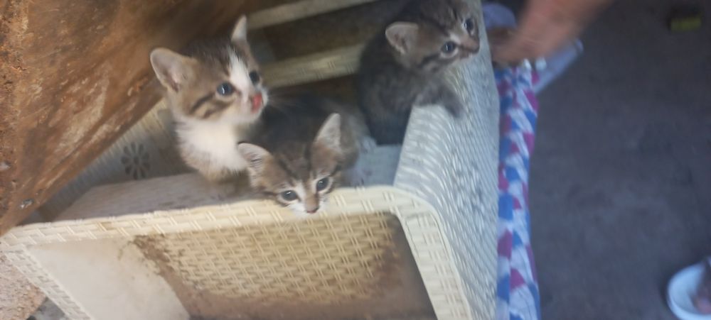 3 Котёнка отдам даром