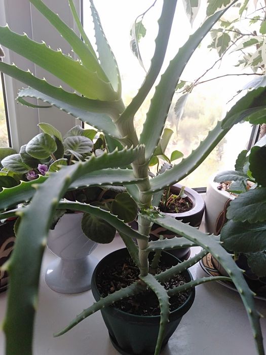 Алоэ лекарственнный