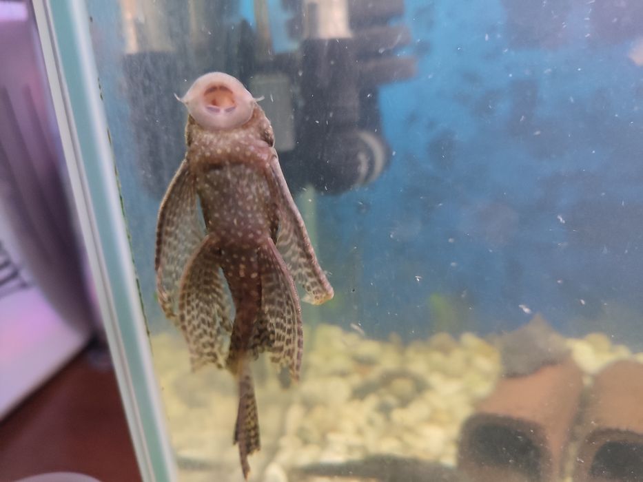 Анциструсы взрослые