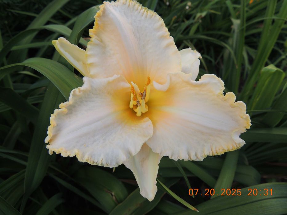 Лилейники сортовые