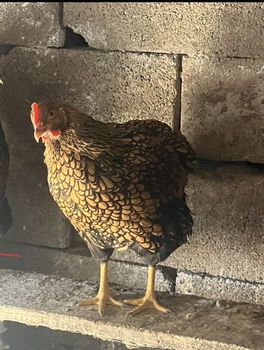 Oua de incubat Wyandotte GSG