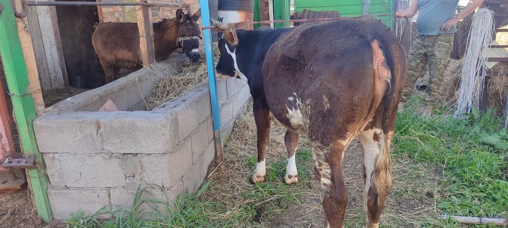 сатылады таналар