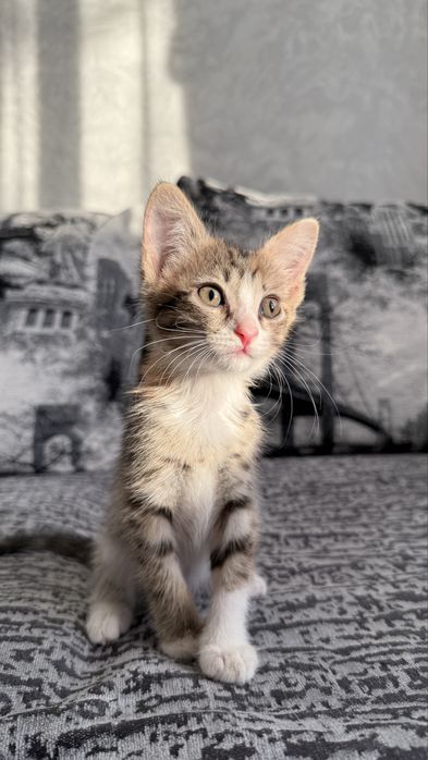 Отдам котенка, девочка