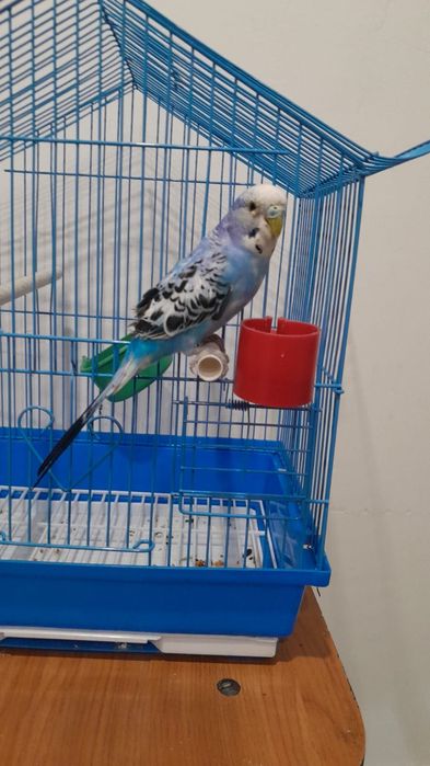 Продаю попугая с клеткой