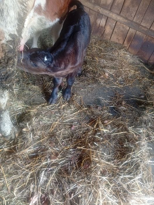 Vând vițel angus vârstă 1 săptămână