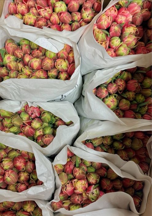 Тюльпаны Большие Бутоны