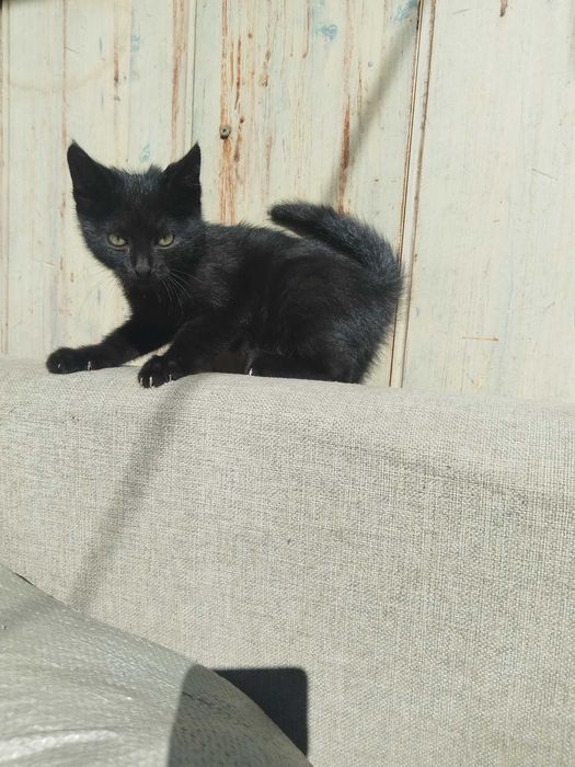 Отдам котёнка в добрые руки
